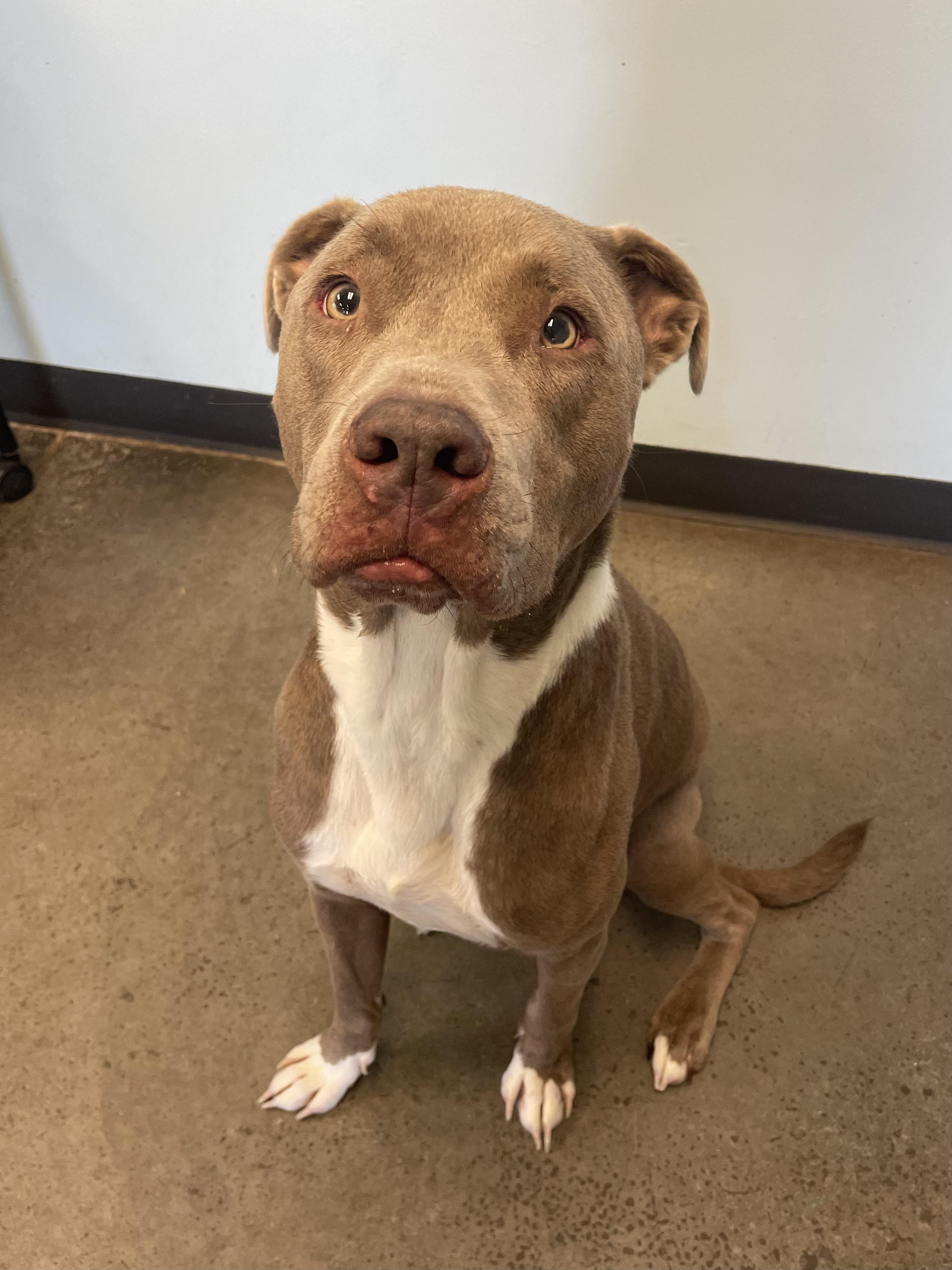 Enlarge Nomad, a Adoptable mixed breed in Mishawaka, IN image 3/6