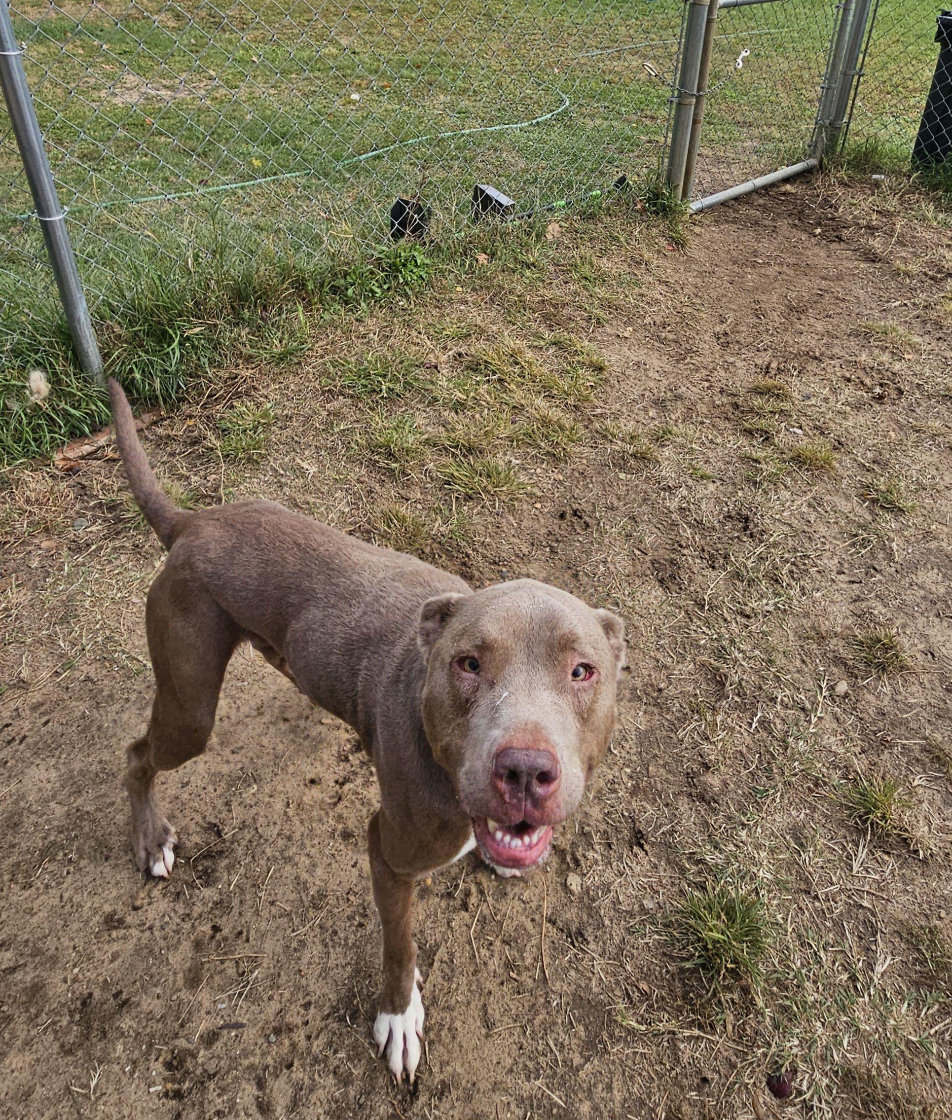 Enlarge Nomad, a Adoptable mixed breed in Mishawaka, IN image 1/6