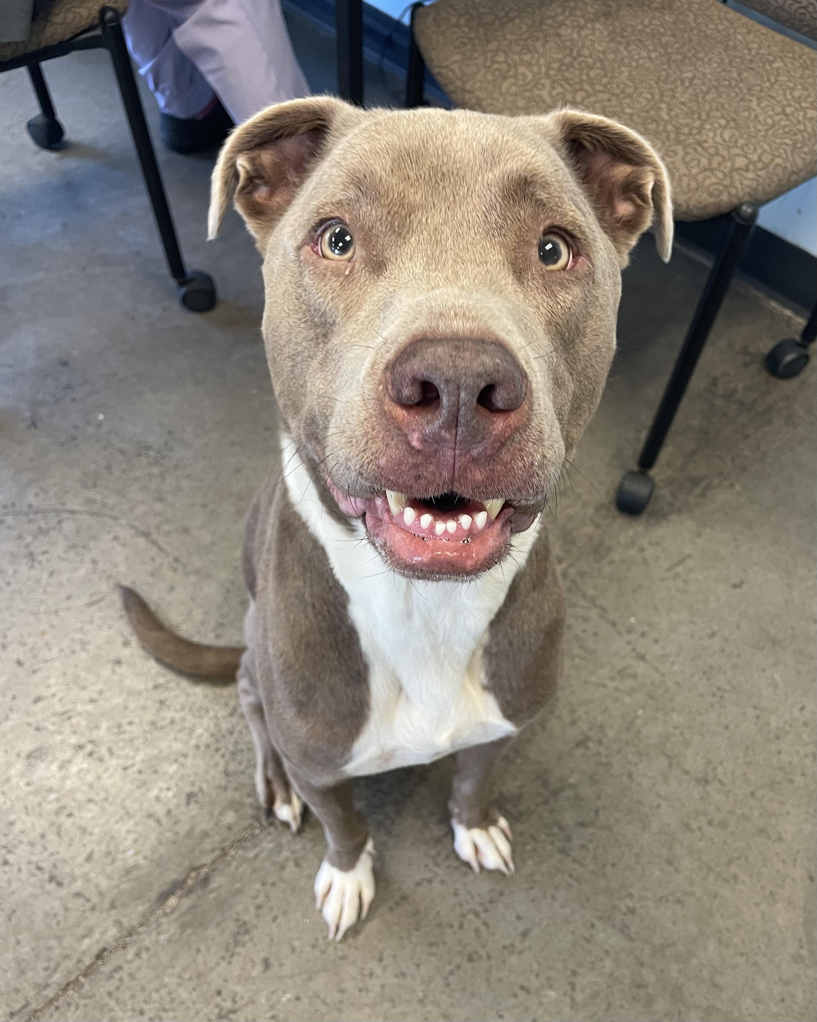 Enlarge Nomad, a Adoptable mixed breed in Mishawaka, IN image 4/6