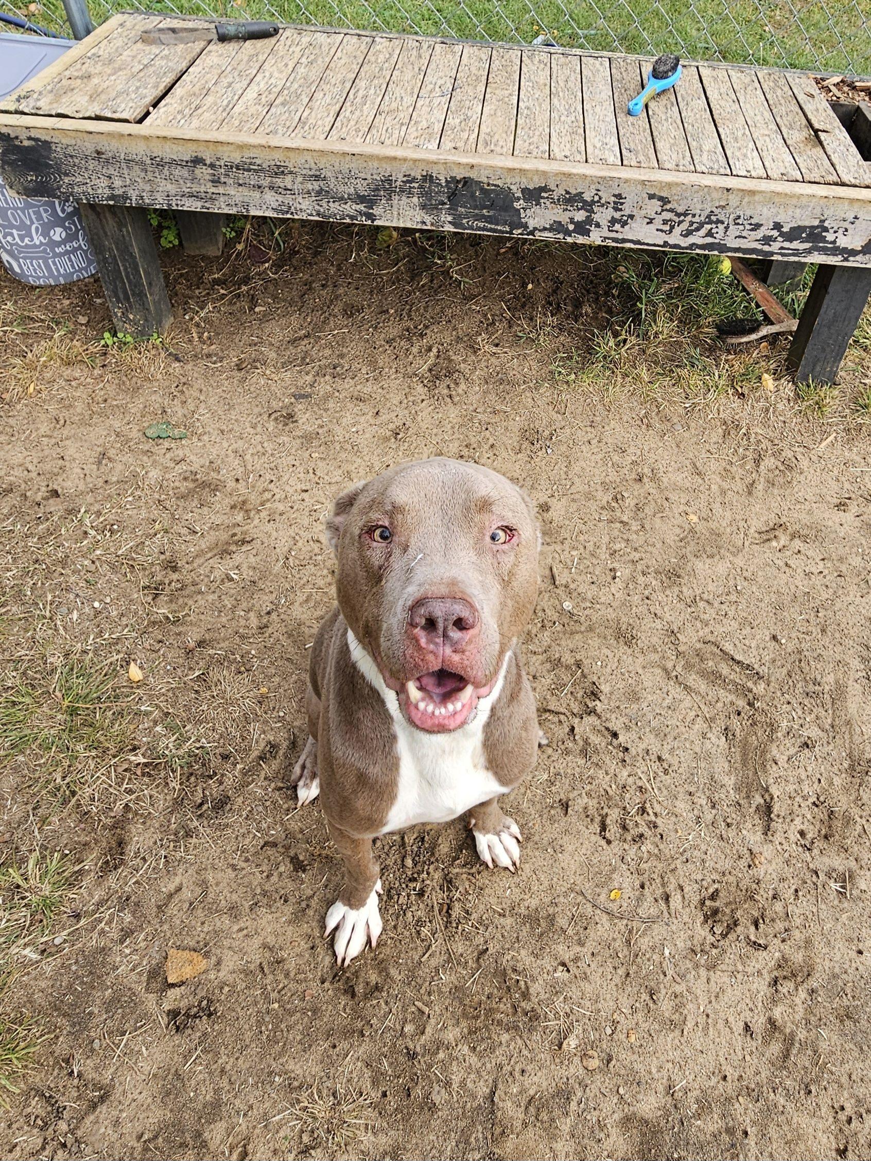 Enlarge Nomad, a Adoptable mixed breed in Mishawaka, IN image 2/6