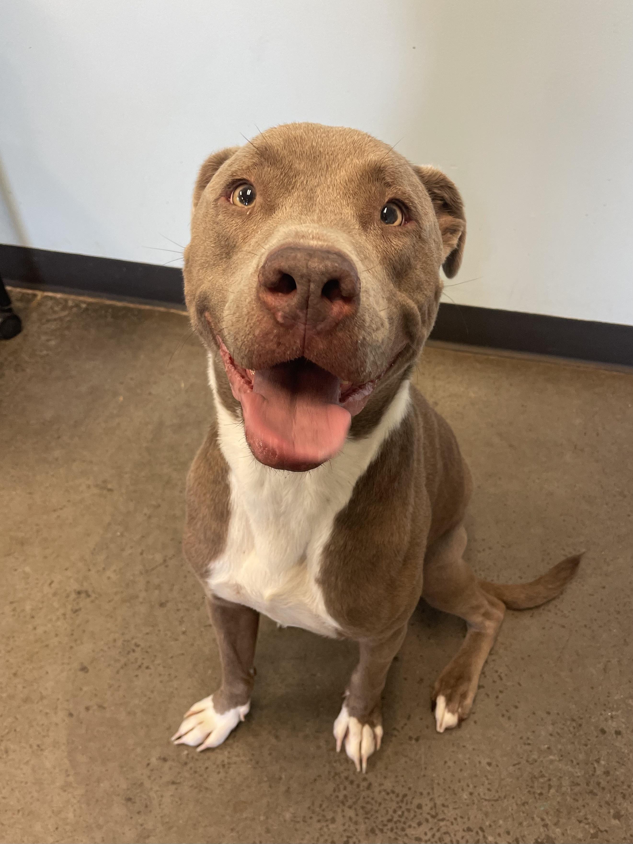 Enlarge Nomad, a Adoptable mixed breed in Mishawaka, IN image 5/6