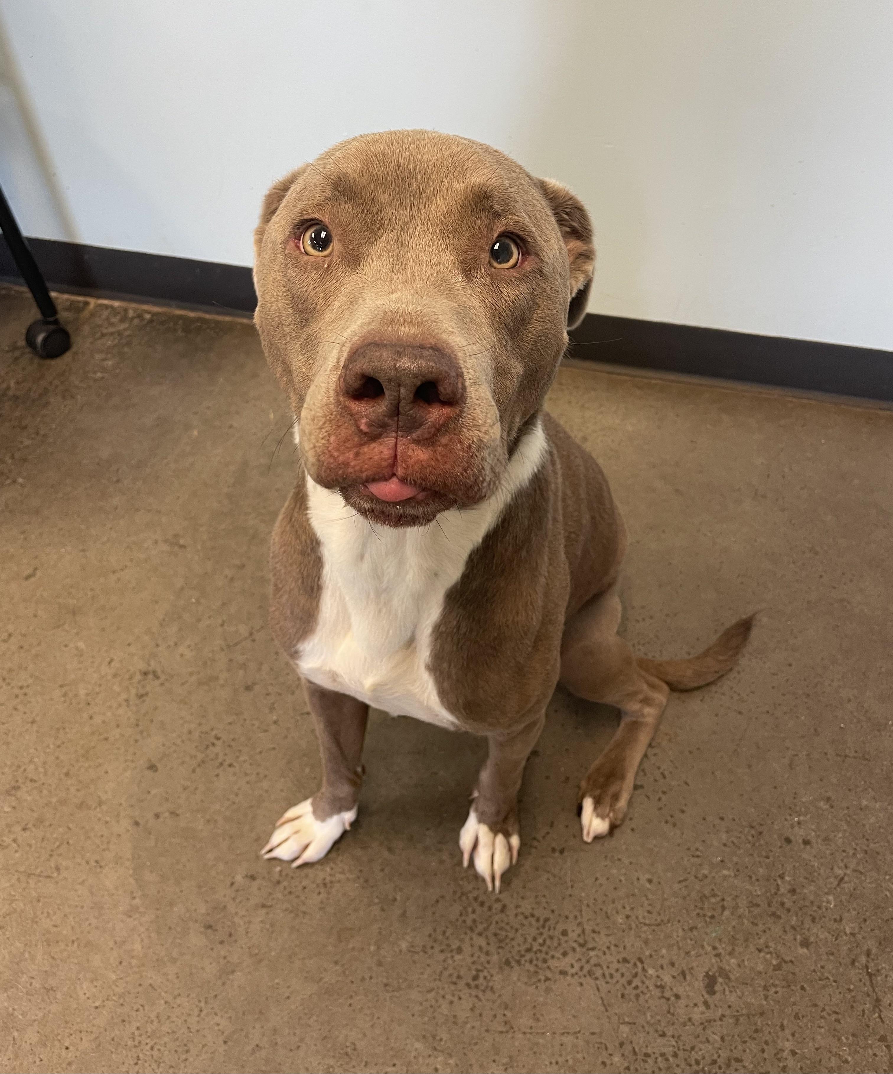 Enlarge Nomad, a Adoptable mixed breed in Mishawaka, IN image 6/6