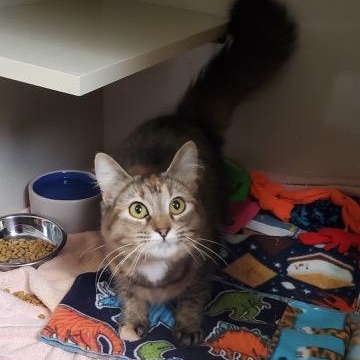 Enlarge Paisley, an adopted Domestic Medium Hair in Hutchinson, MN image 3/4