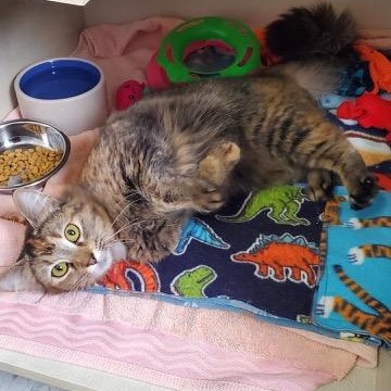 Enlarge Paisley, an adopted Domestic Medium Hair in Hutchinson, MN image 4/4
