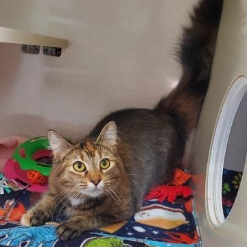 Paisley, adopted, Young Female Domestic Medium Hair.