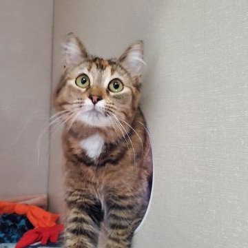 Enlarge Paisley, an adopted Domestic Medium Hair in Hutchinson, MN image 2/4