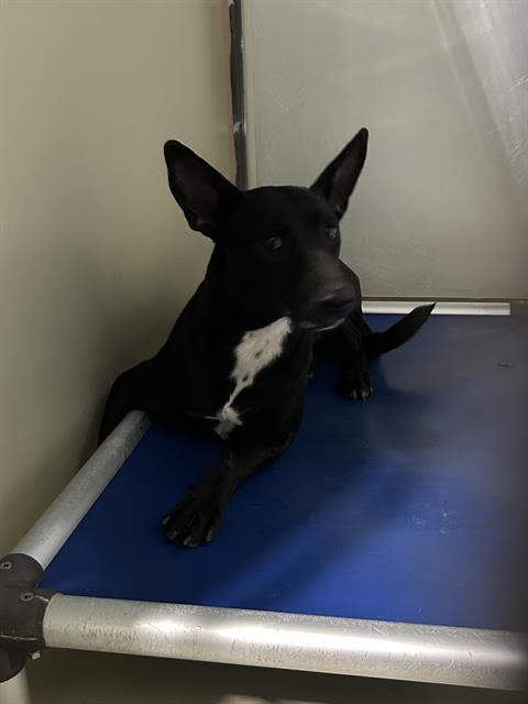 Enlarge Freida -- URGENT!!, a Adoptable mixed breed in Thousand Oaks, CA image 1/1