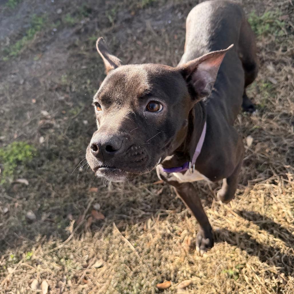 Enlarge Olive, a Adoptable Mixed Breed in Lake Panasoffkee, FL image 1/5