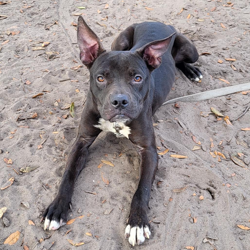 Enlarge Olive, a Adoptable Mixed Breed in Lake Panasoffkee, FL image 2/5