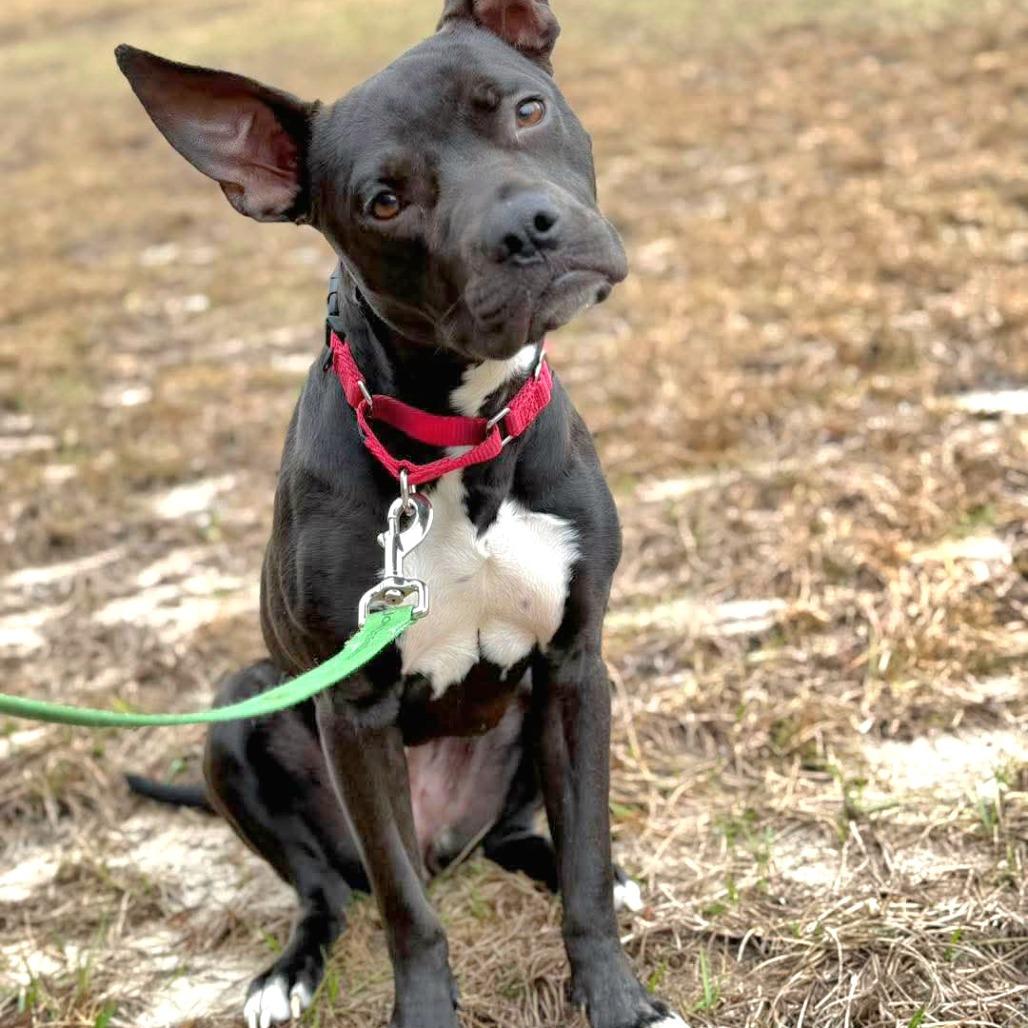 Enlarge Olive, a Adoptable Mixed Breed in Lake Panasoffkee, FL image 3/5
