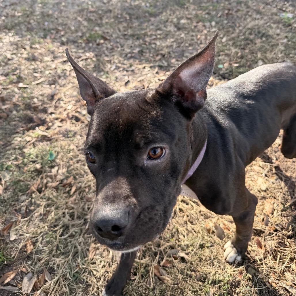 Enlarge Olive, a Adoptable Mixed Breed in Lake Panasoffkee, FL image 4/5