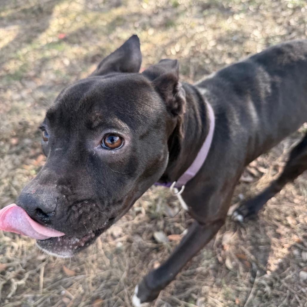 Enlarge Olive, a Adoptable Mixed Breed in Lake Panasoffkee, FL image 5/5