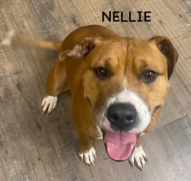 NELLIE, a ADOPTABLE mixed breed in Bowling Green, OH image 1/6