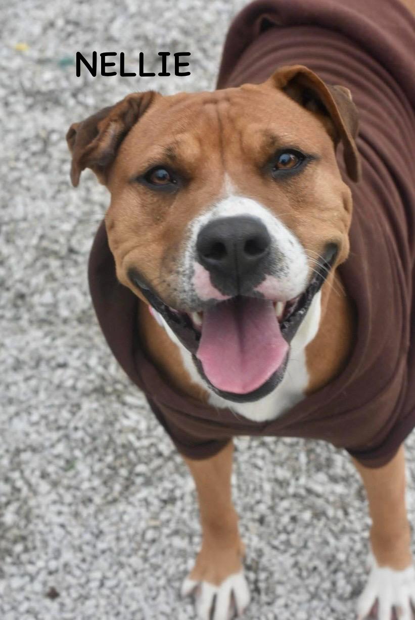 NELLIE, a ADOPTABLE mixed breed in Bowling Green, OH image 2/6