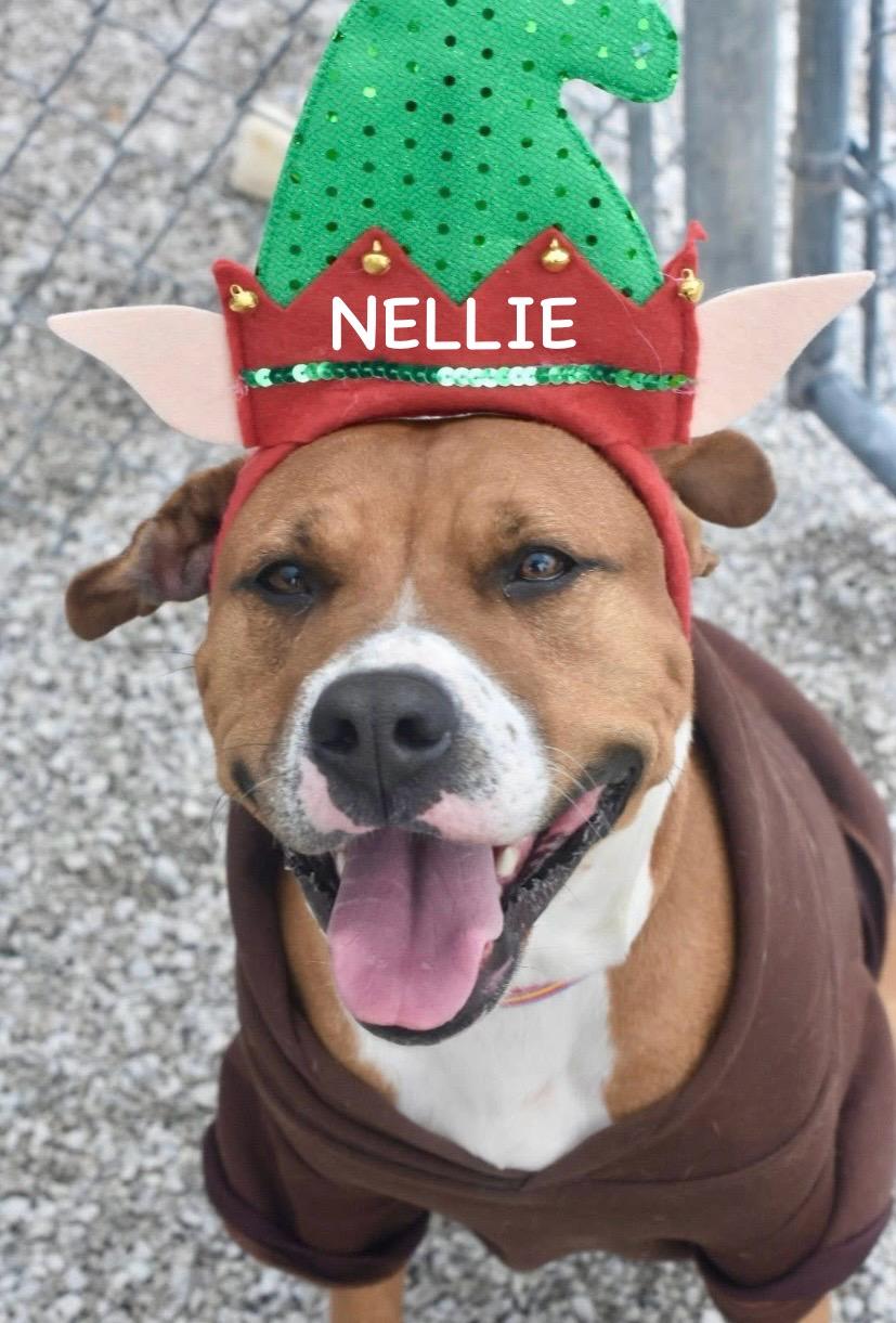 NELLIE, a ADOPTABLE mixed breed in Bowling Green, OH image 4/6