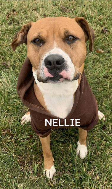 NELLIE, a ADOPTABLE mixed breed in Bowling Green, OH image 5/6