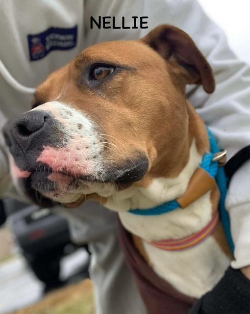 NELLIE, a ADOPTABLE mixed breed in Bowling Green, OH image 6/6