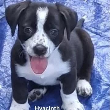 Hyacinth, Adoptable, Puppy Female Mixed Breed.