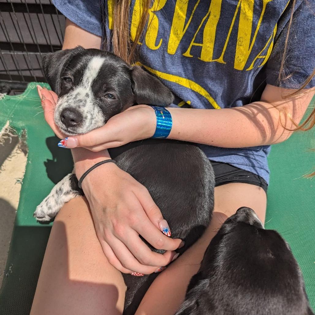 Hyacinth, a Adoptable Mixed Breed in Tomah, WI image 2/2