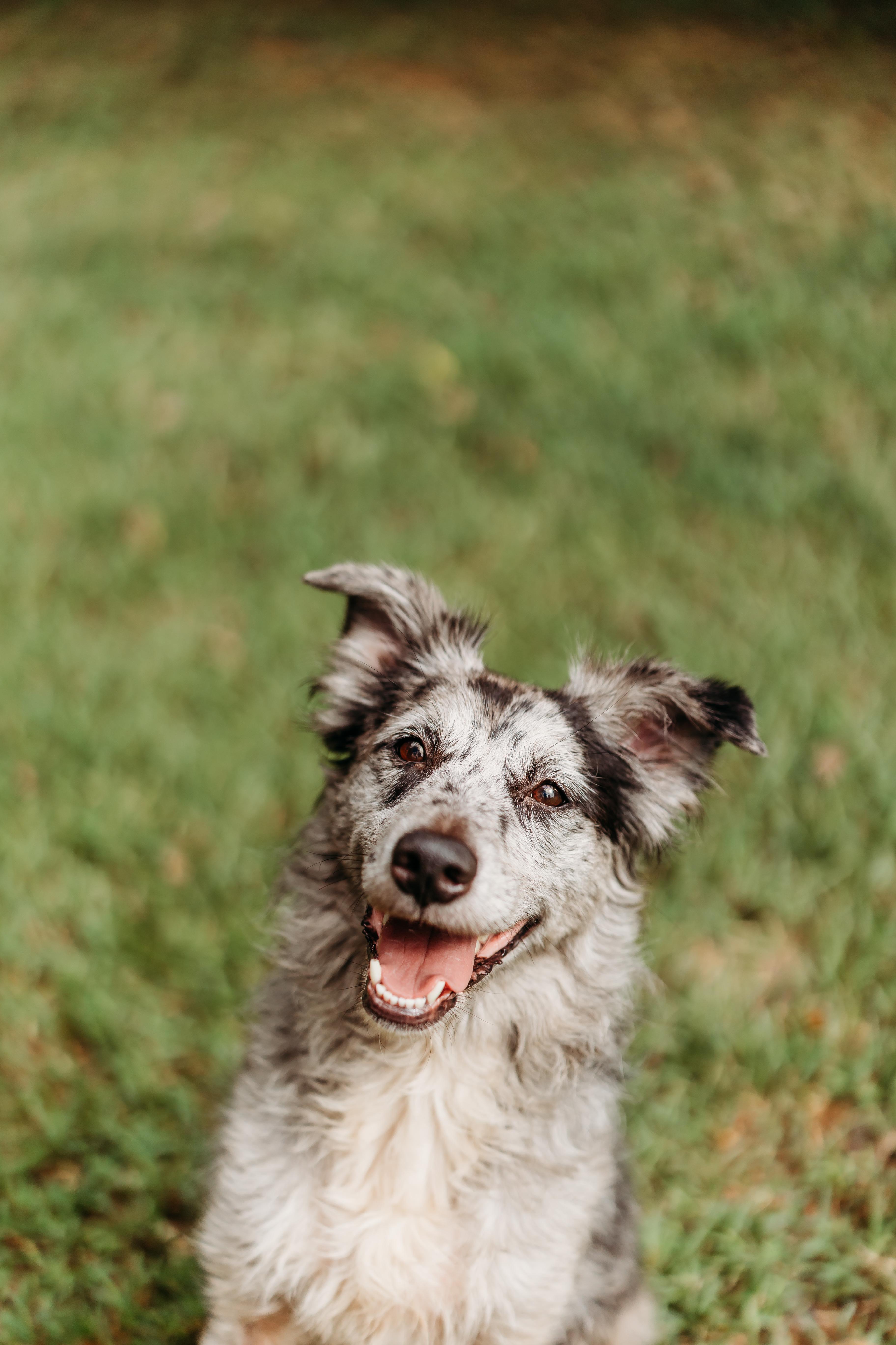 Enlarge Veruca, a Adopted Australian Shepherd in Monticello, GA image 3/3