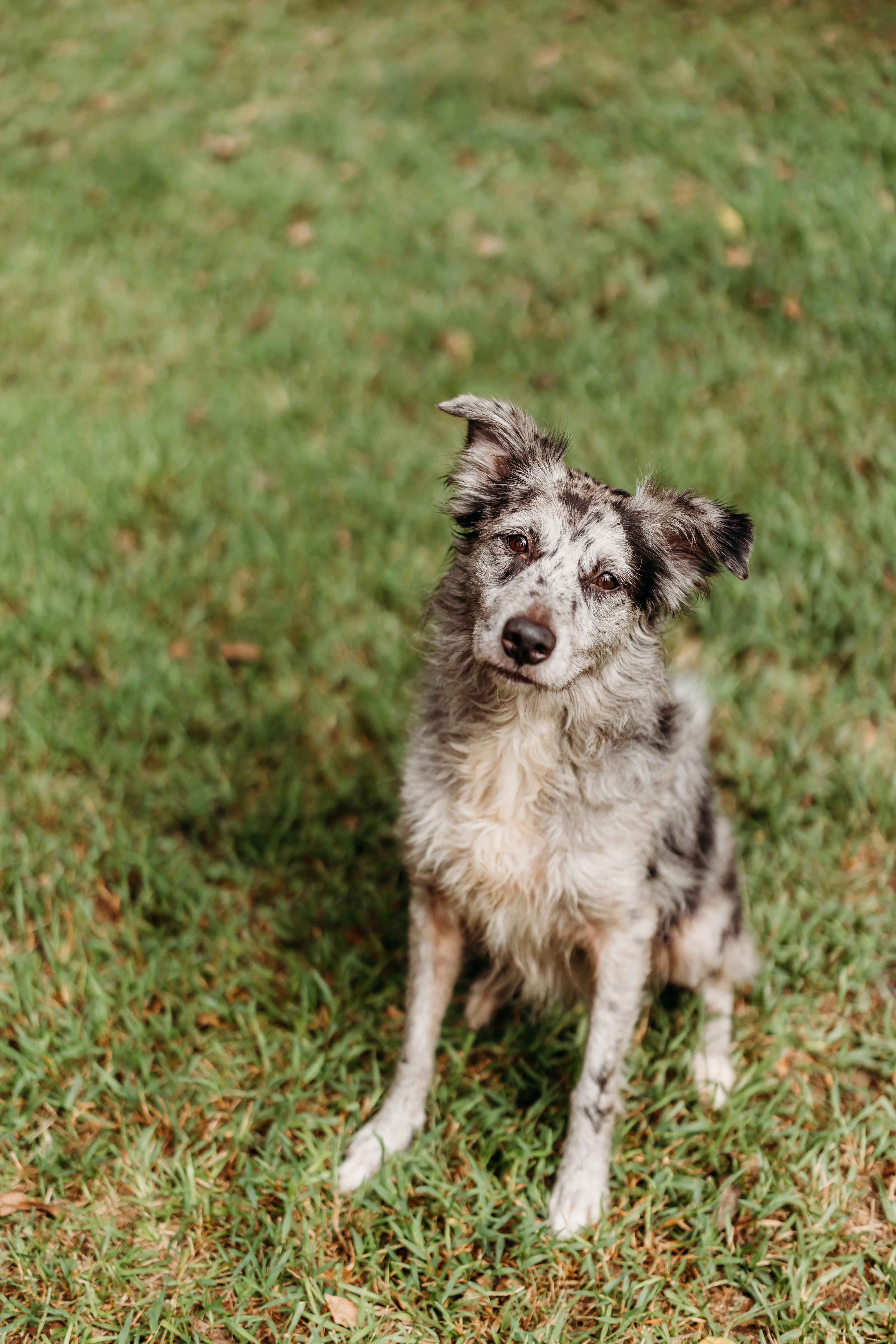 Veruca, Adopted, Adult Female Australian Shepherd.