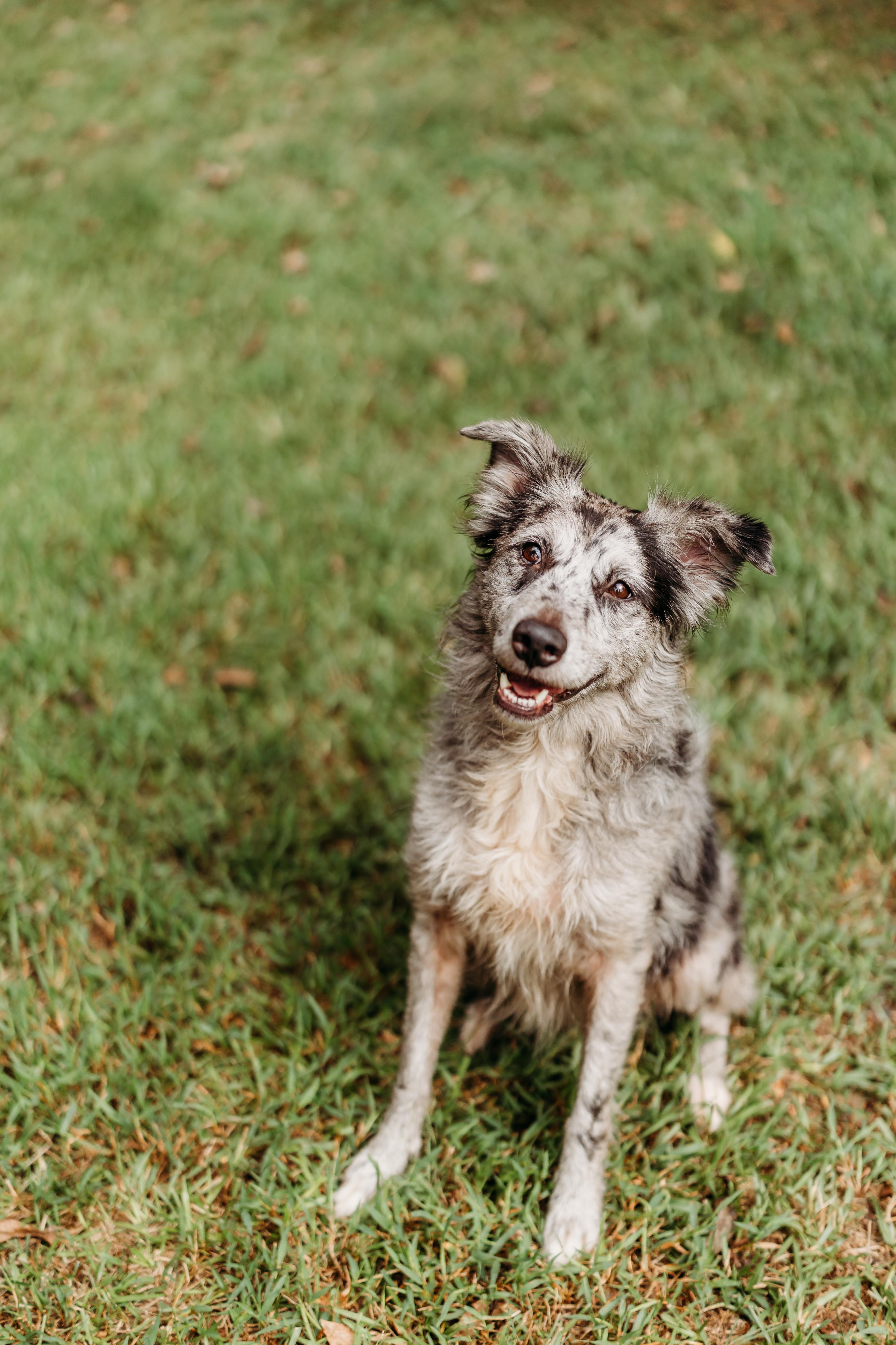 Enlarge Veruca, a Adopted Australian Shepherd in Monticello, GA image 2/3