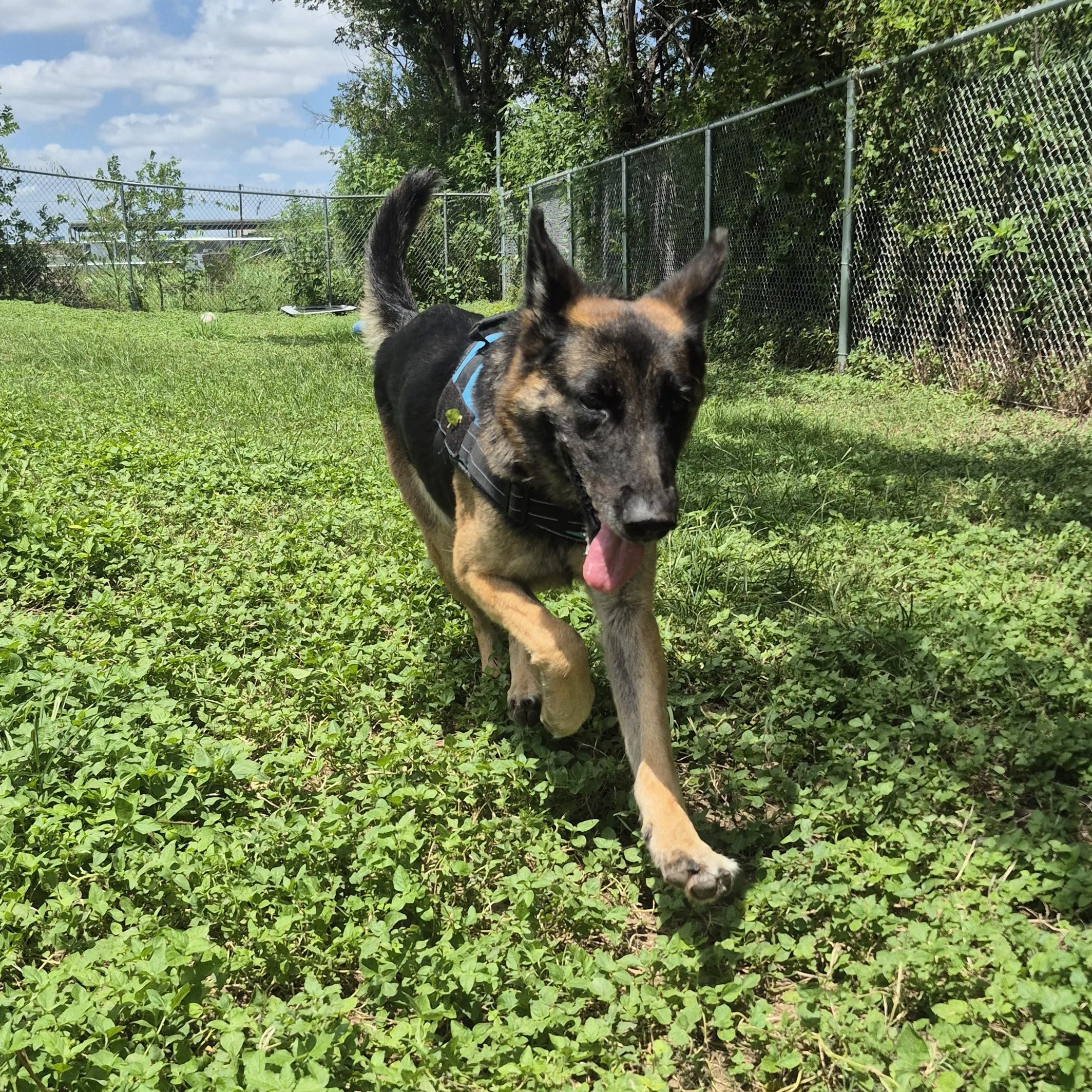 Dorothy, ADOPTABLE, Senior Female German Shepherd Dog.