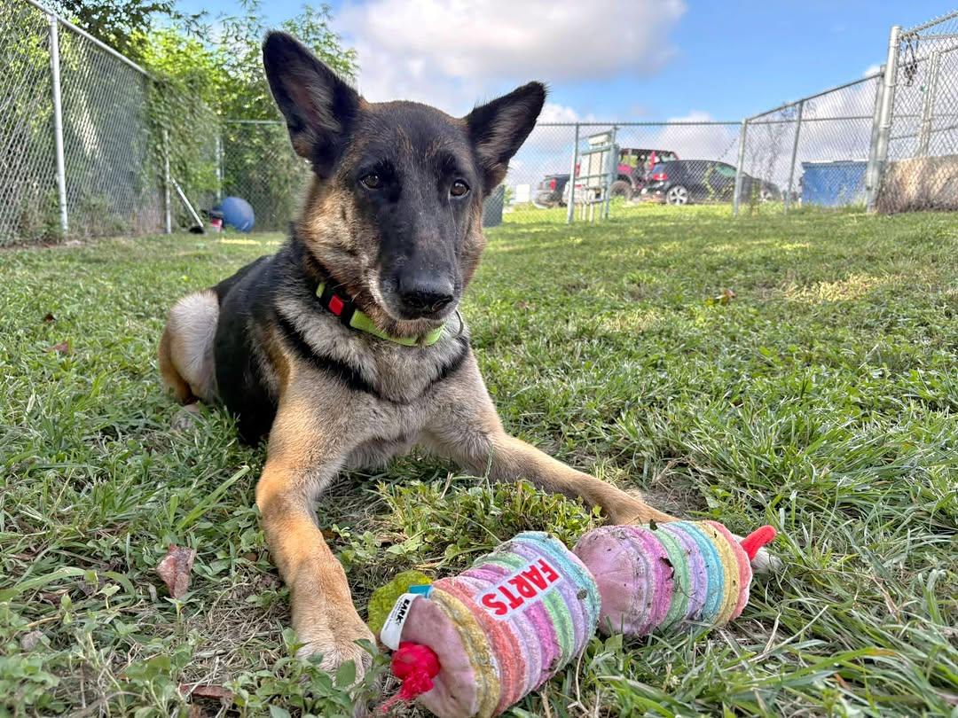 Dorothy, ADOPTABLE, Senior Female German Shepherd Dog.