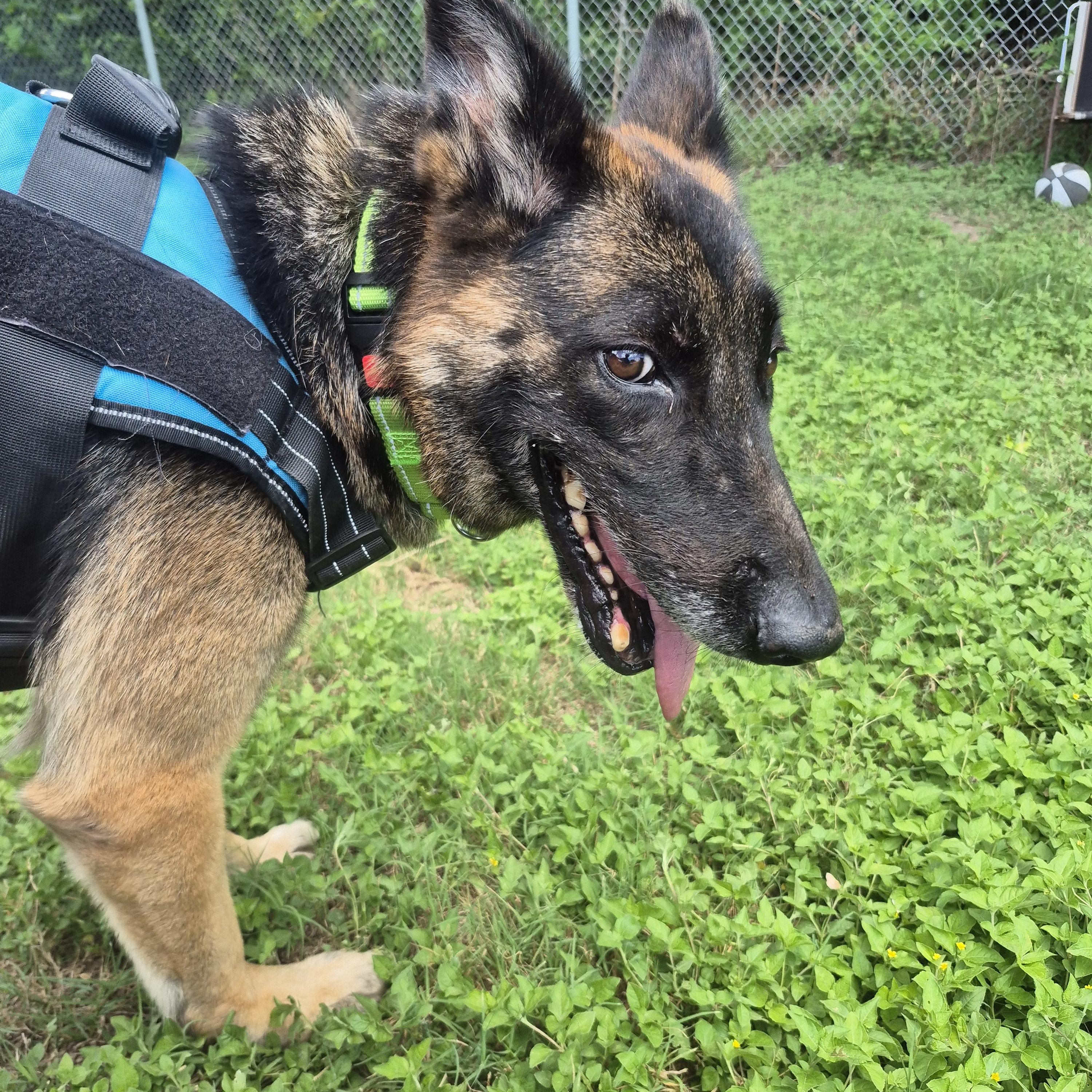 Enlarge Dorothy, a ADOPTABLE mixed breed in Cibolo, TX image 3/3