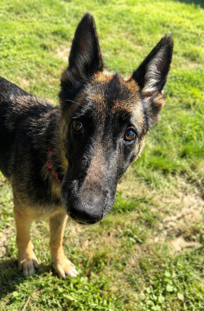 Enlarge Dorothy, a ADOPTABLE mixed breed in Cibolo, TX image 1/1