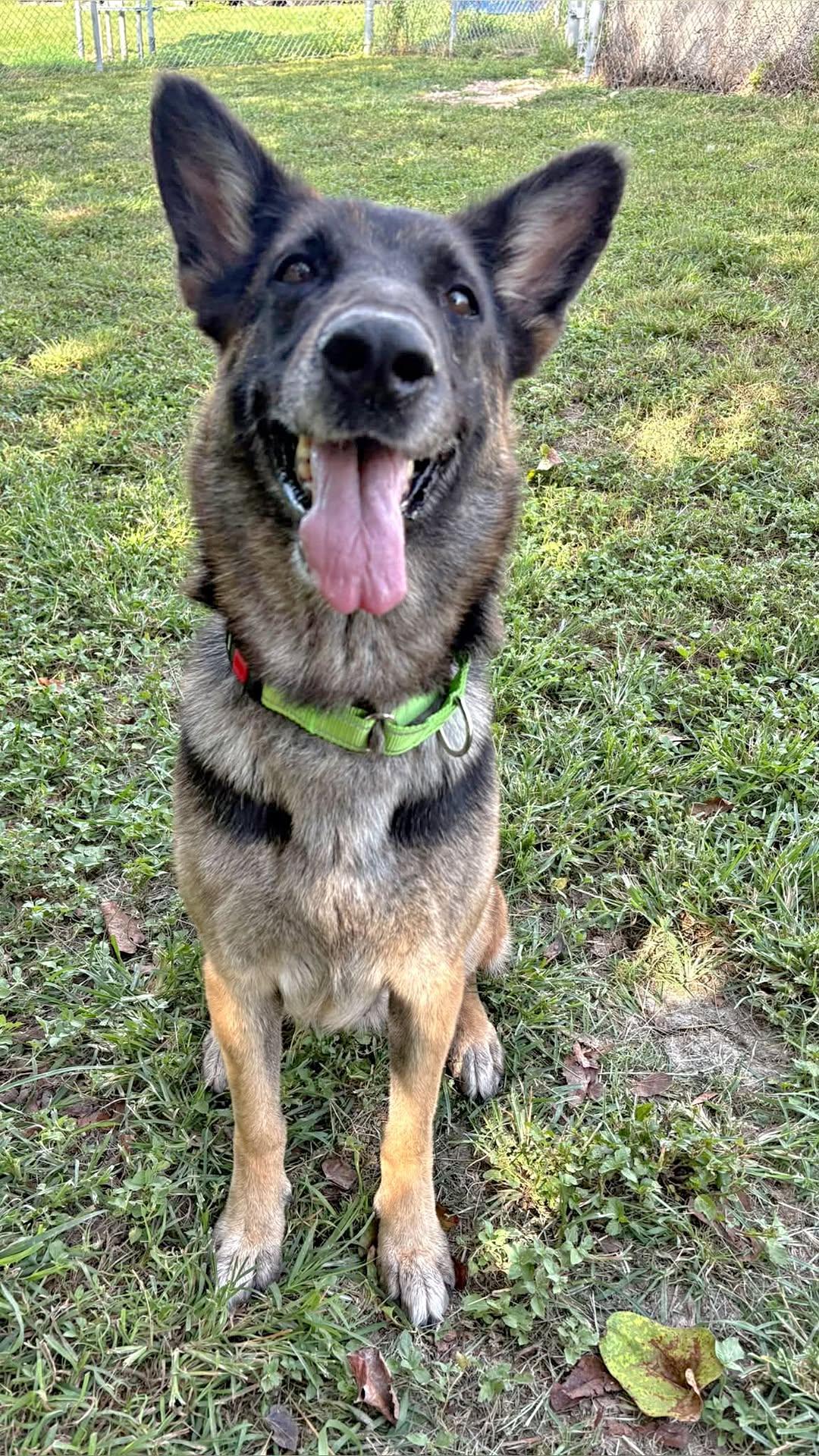 Enlarge Dorothy, a ADOPTABLE mixed breed in Cibolo, TX image 2/5