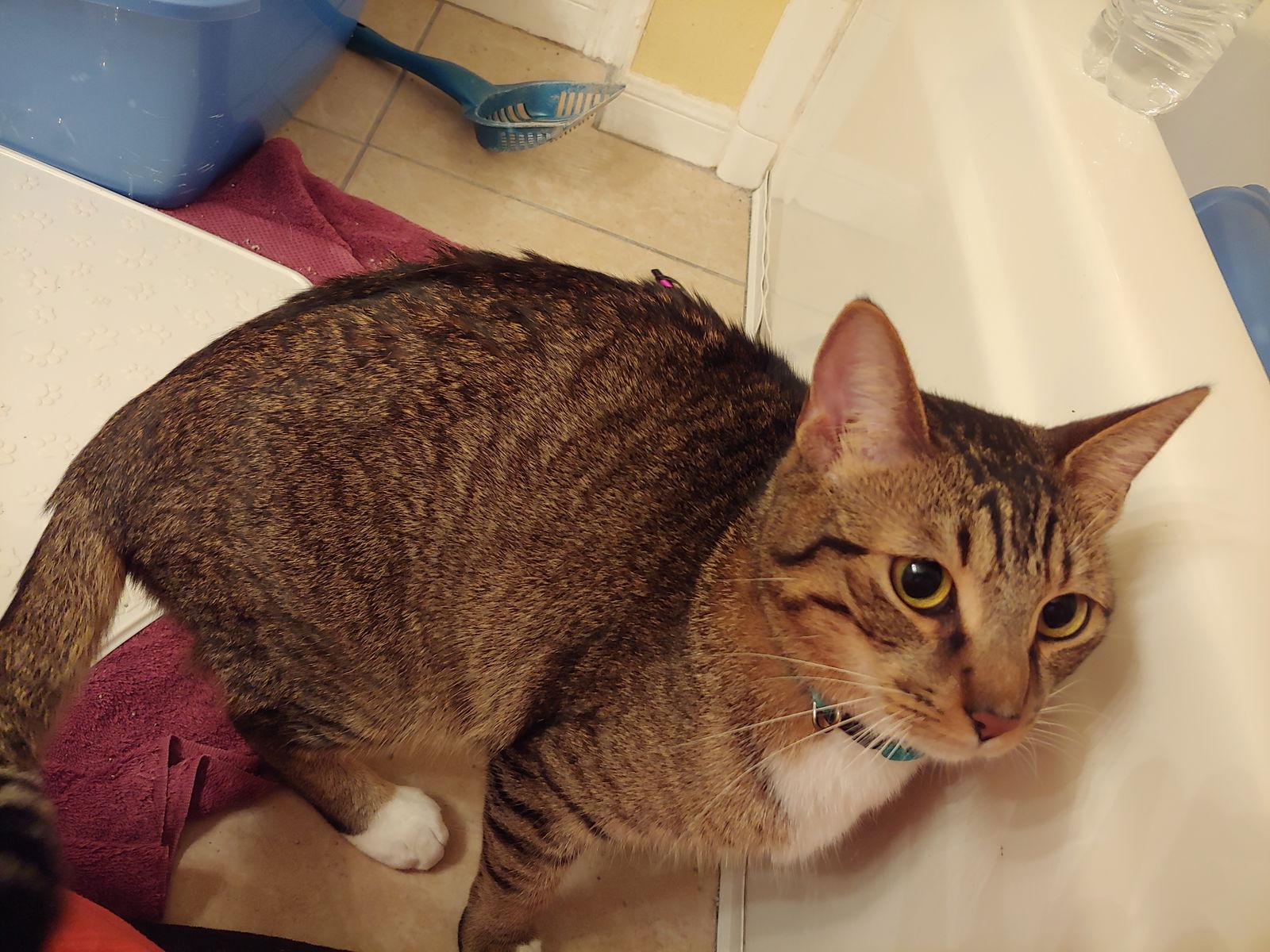 Toby, Adopted, Adult Male Domestic Short Hair & Domestic Short Hair.