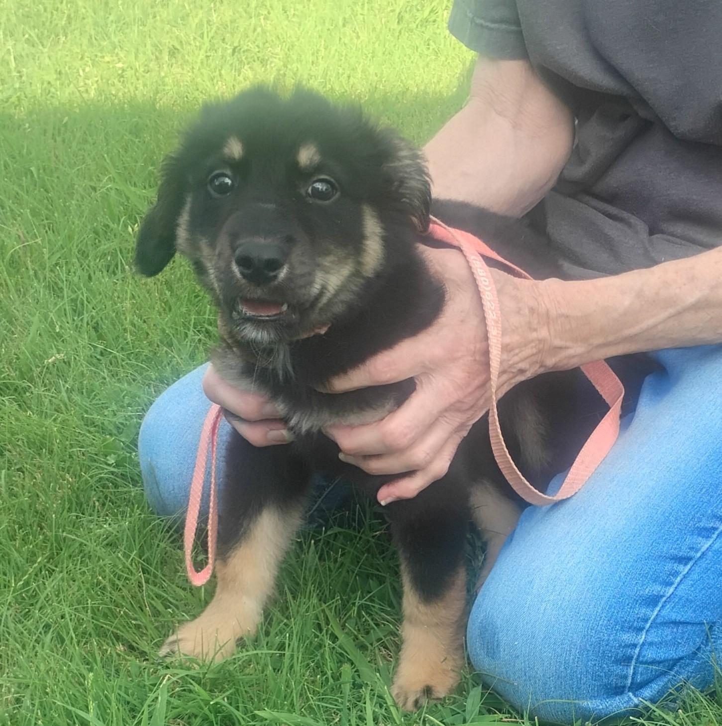 Night Owl, a ADOPTABLE mixed breed in Sulphur, OK image 4/4