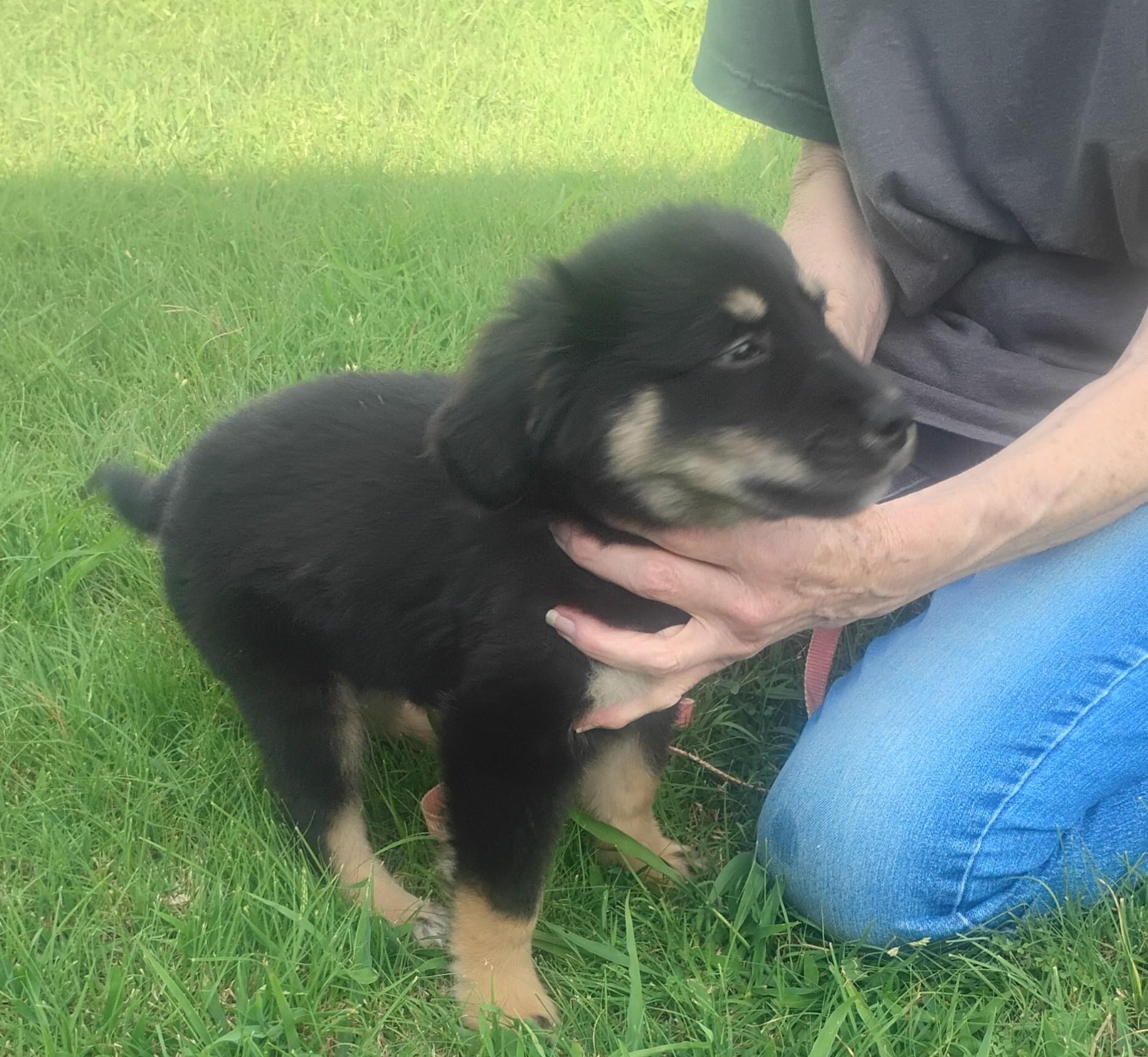 Night Owl, a ADOPTABLE mixed breed in Sulphur, OK image 3/4