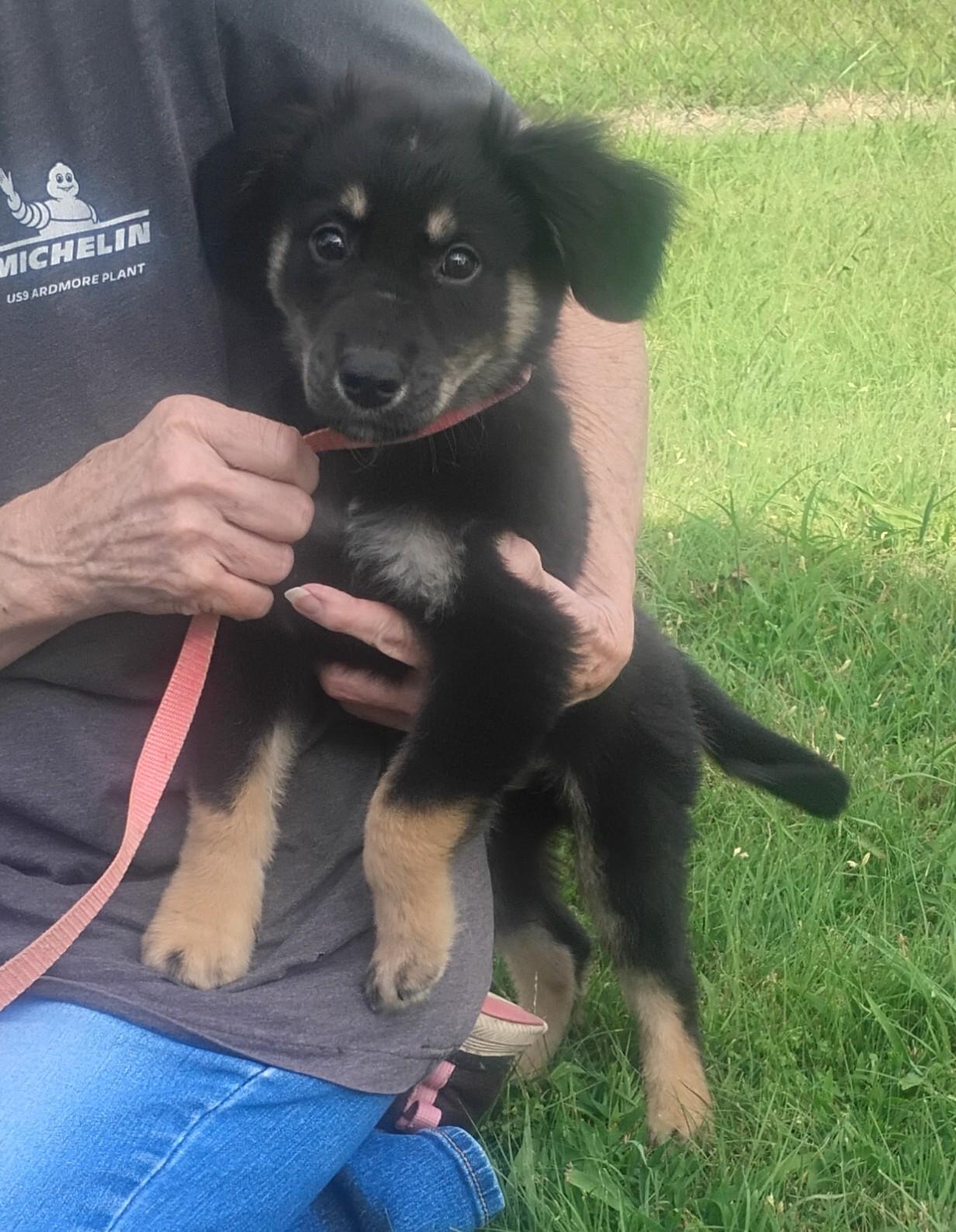 Night Owl, a ADOPTABLE mixed breed in Sulphur, OK image 2/4