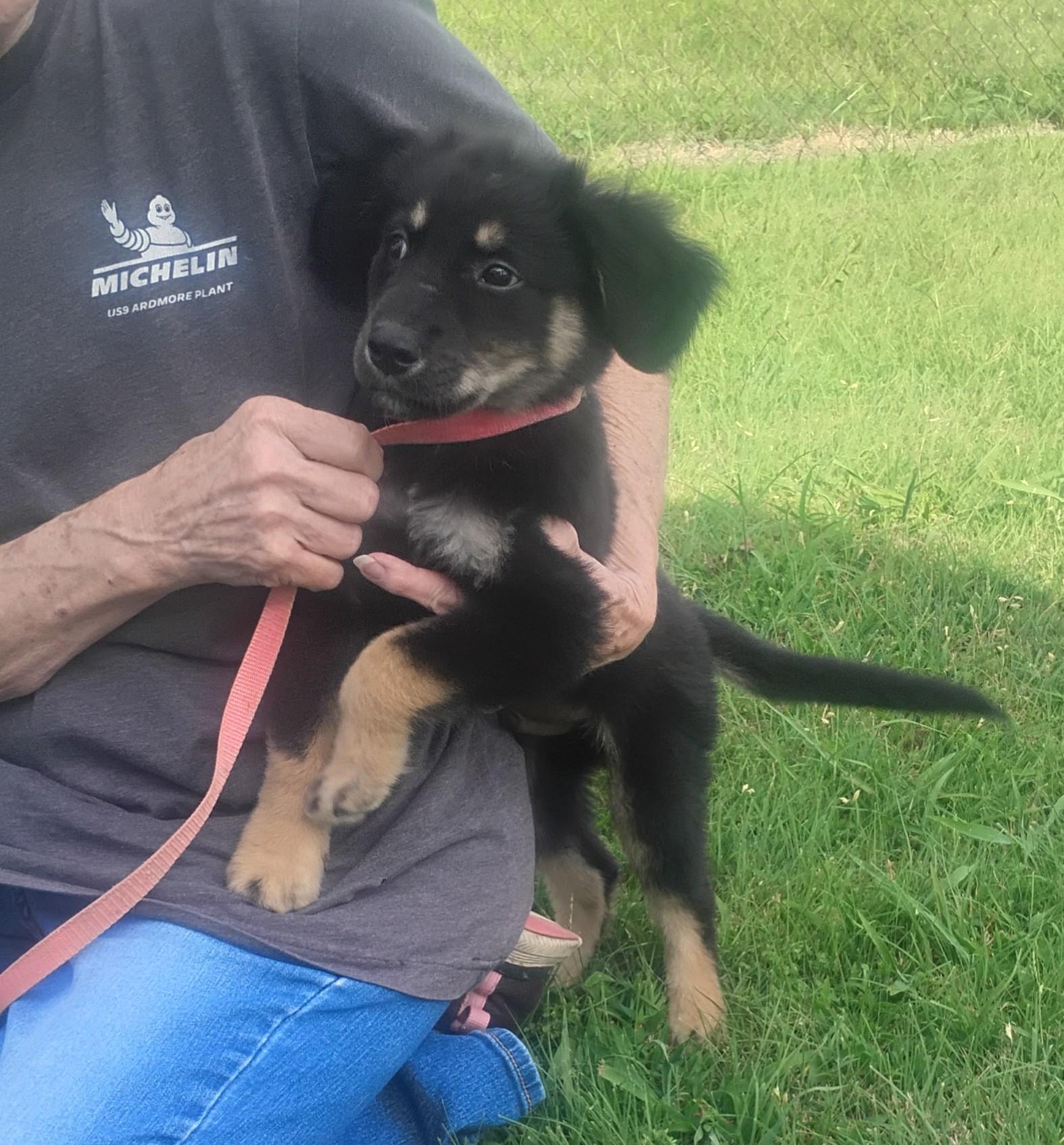 Night Owl, a ADOPTABLE mixed breed in Sulphur, OK image 1/4