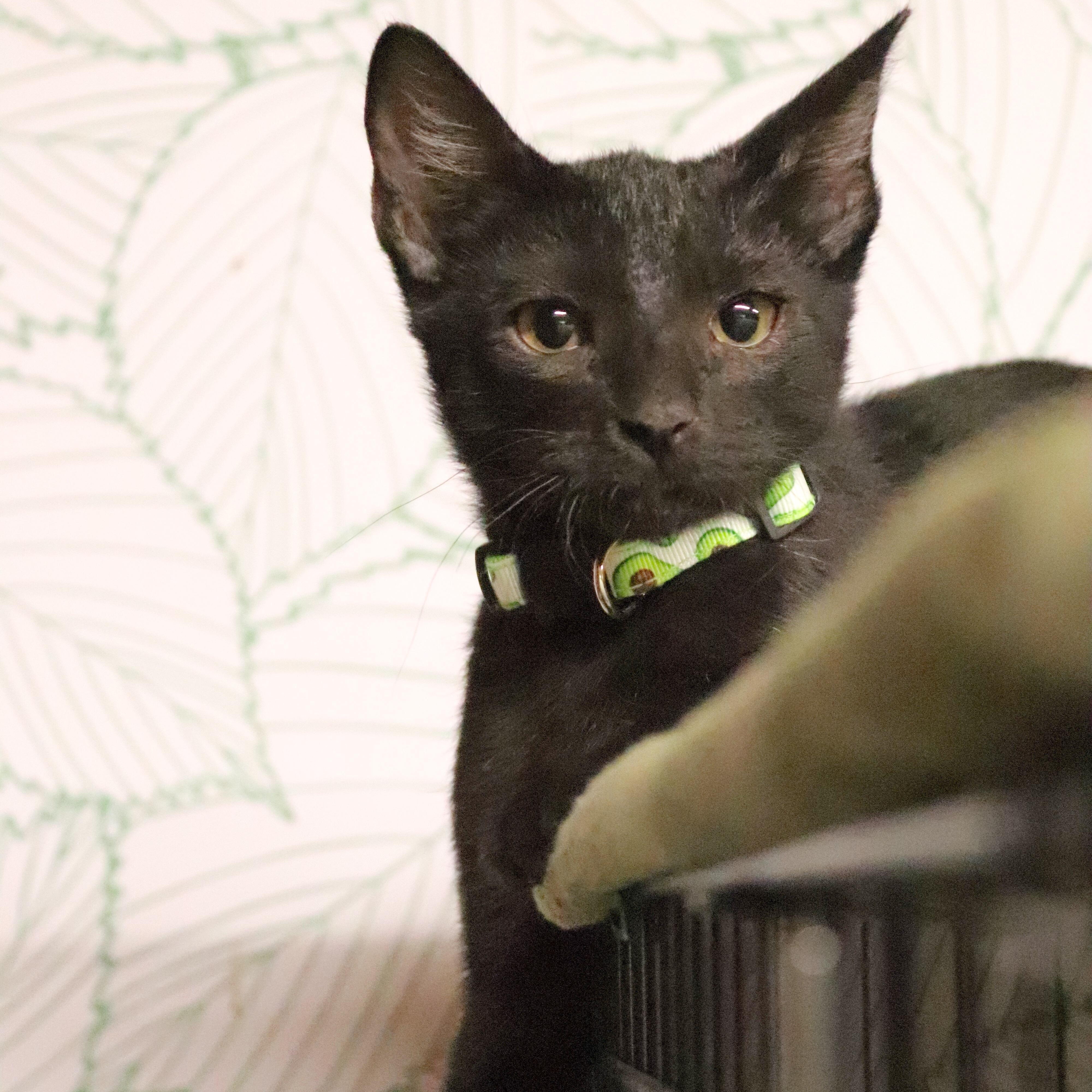 Reeses Candy — thumbnail 5