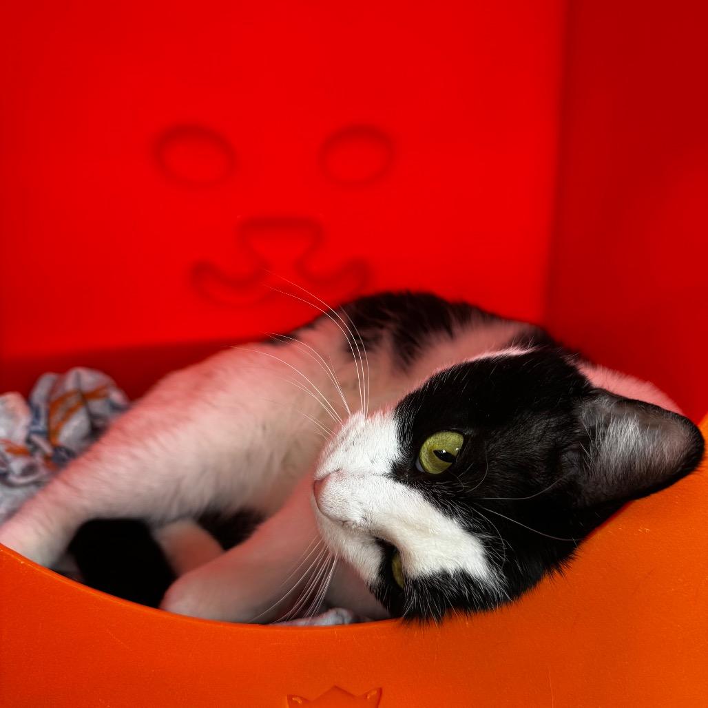 Bob Brenard, Adoptable, Adult Male Domestic Short Hair.