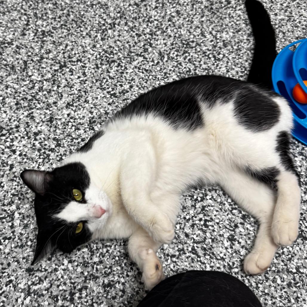 Bob Brenard, a Adoptable Domestic Short Hair in Brookfield, WI image 2/5