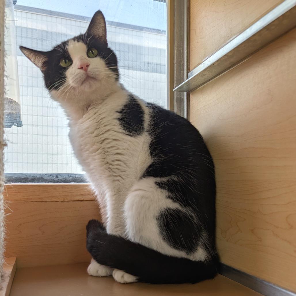 Bob Brenard, a Adoptable Domestic Short Hair in Brookfield, WI image 3/5