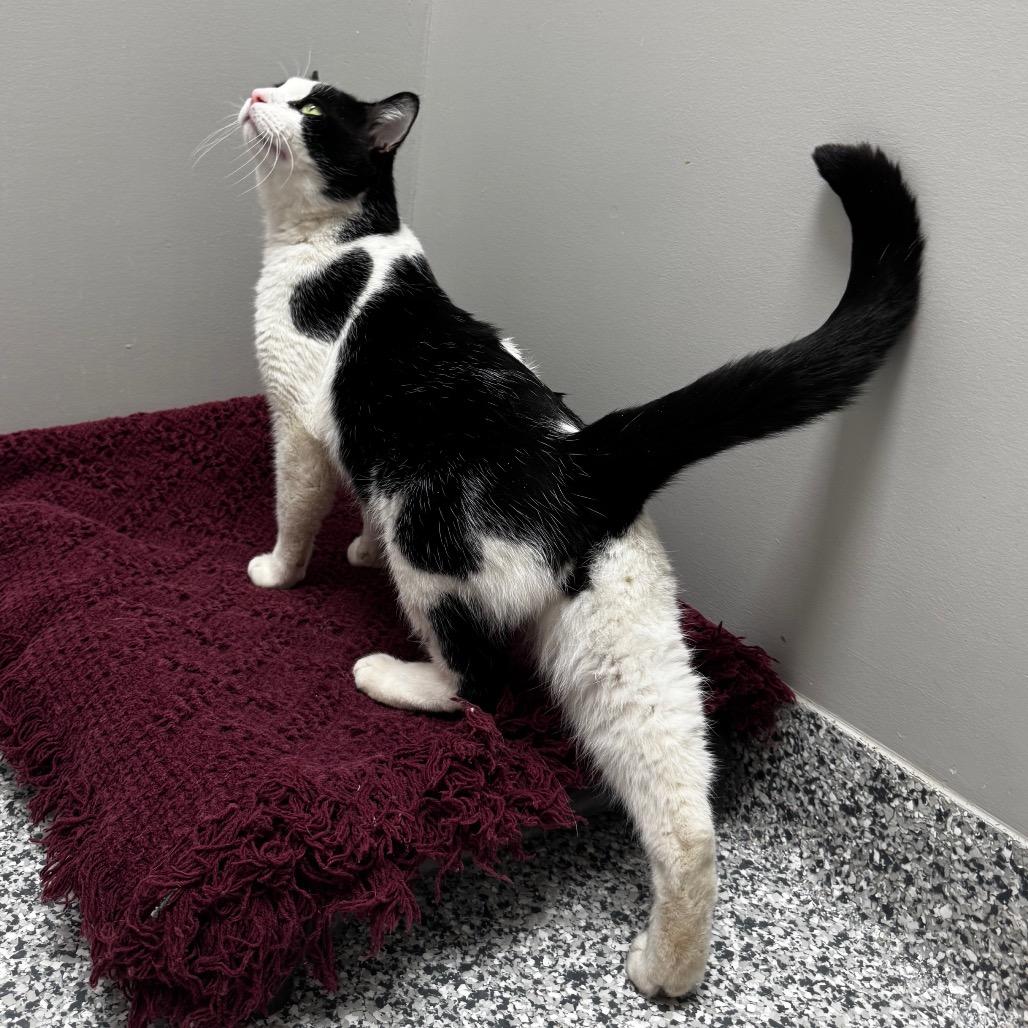 Bob Brenard, a Adoptable Domestic Short Hair in Brookfield, WI image 4/5