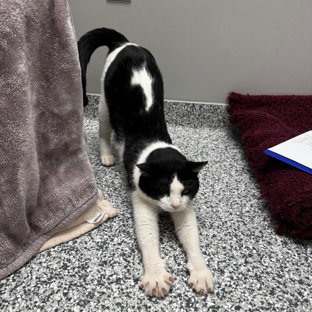 Bob Brenard, a Adoptable Domestic Short Hair in Brookfield, WI image 5/5