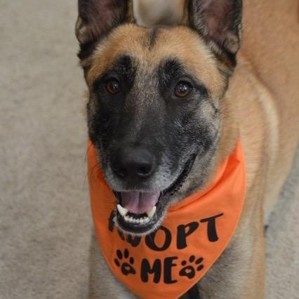 Enlarge Koa, a Adoptable Belgian Shepherd / Malinois in Whittier, CA image 3/4
