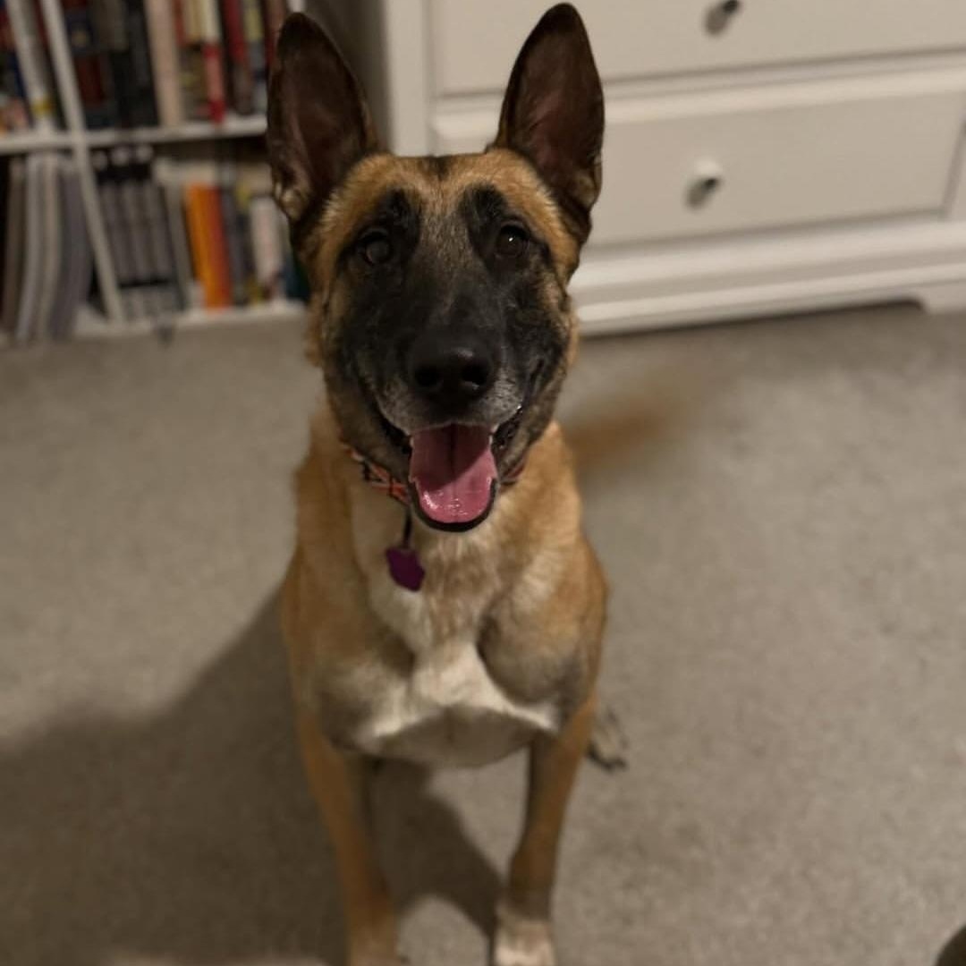 Enlarge Koa, a Adoptable Belgian Shepherd / Malinois in Whittier, CA image 4/4