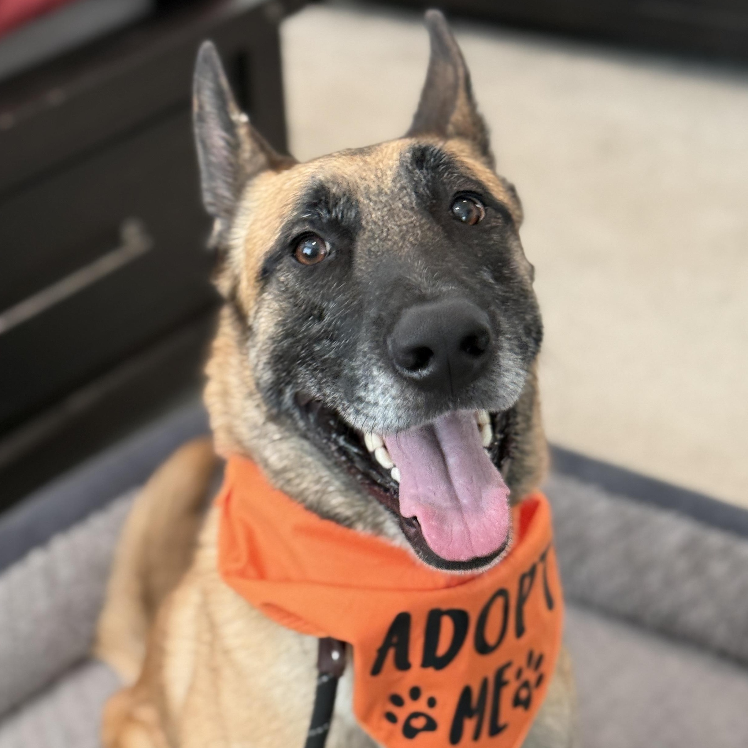 Enlarge Koa, a Adoptable Belgian Shepherd / Malinois in Whittier, CA image 1/4