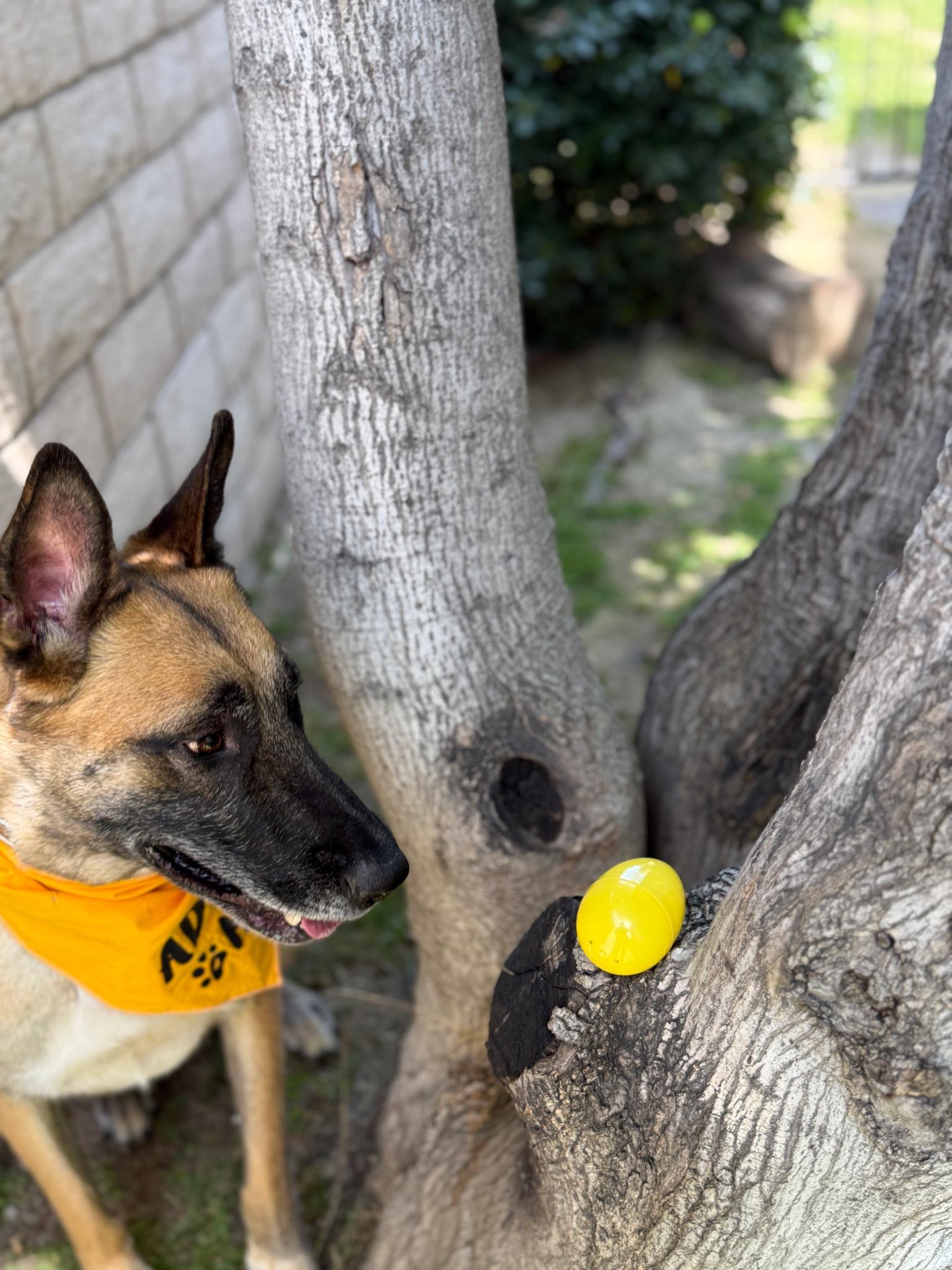 Enlarge Koa, an adopted Belgian Shepherd / Malinois in Whittier, CA image 4/5