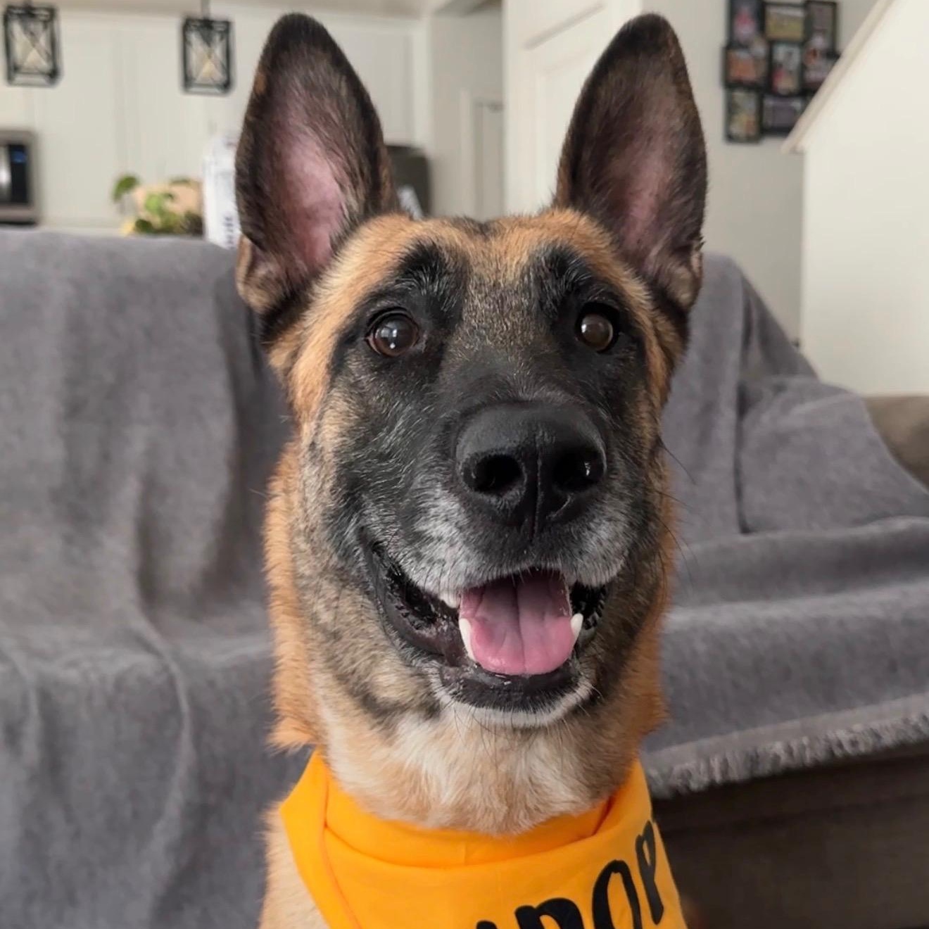 Enlarge Koa, a Adoptable Belgian Shepherd / Malinois in Whittier, CA image 2/4