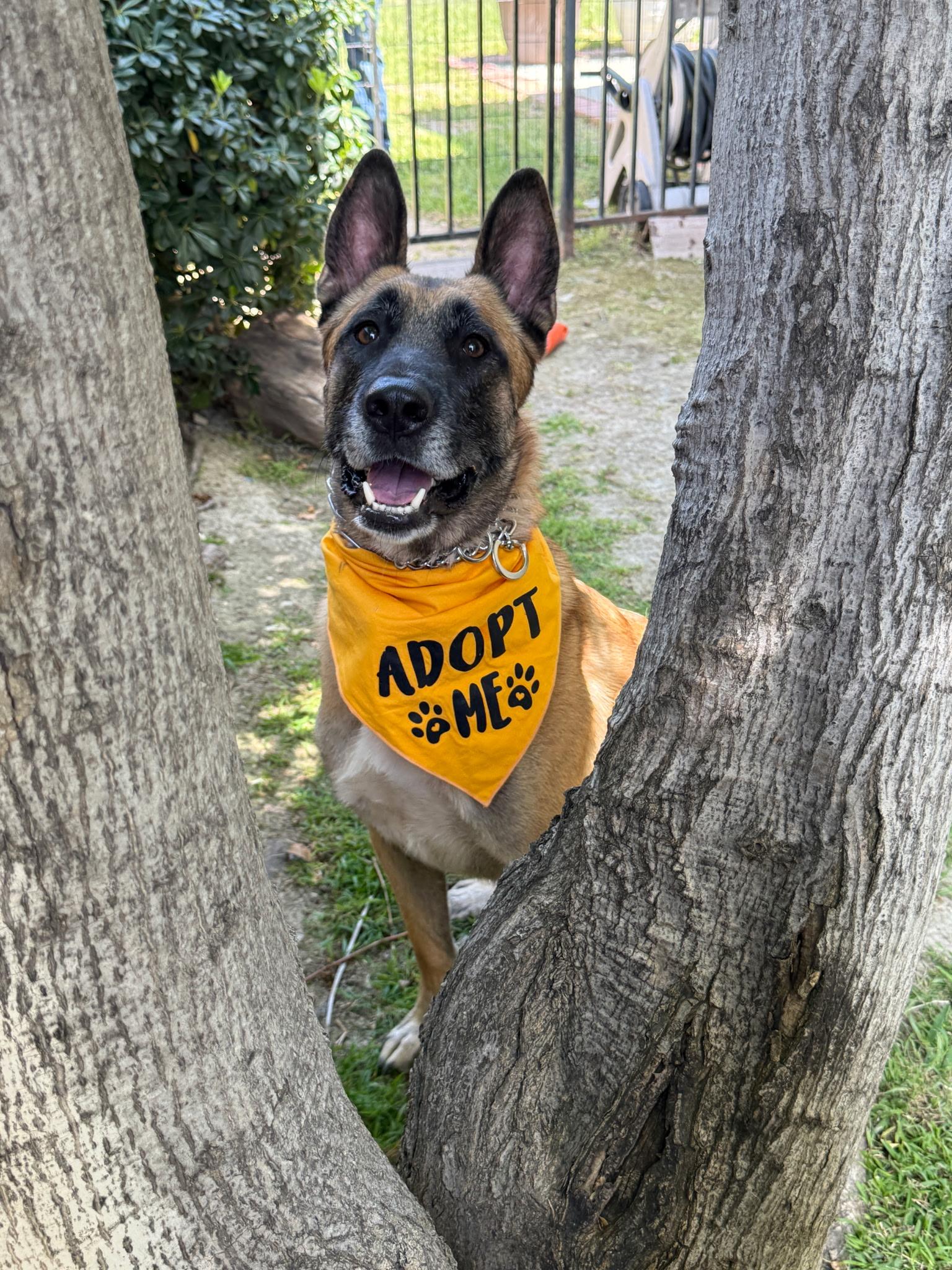 Enlarge Koa, an adopted Belgian Shepherd / Malinois in Whittier, CA image 5/5