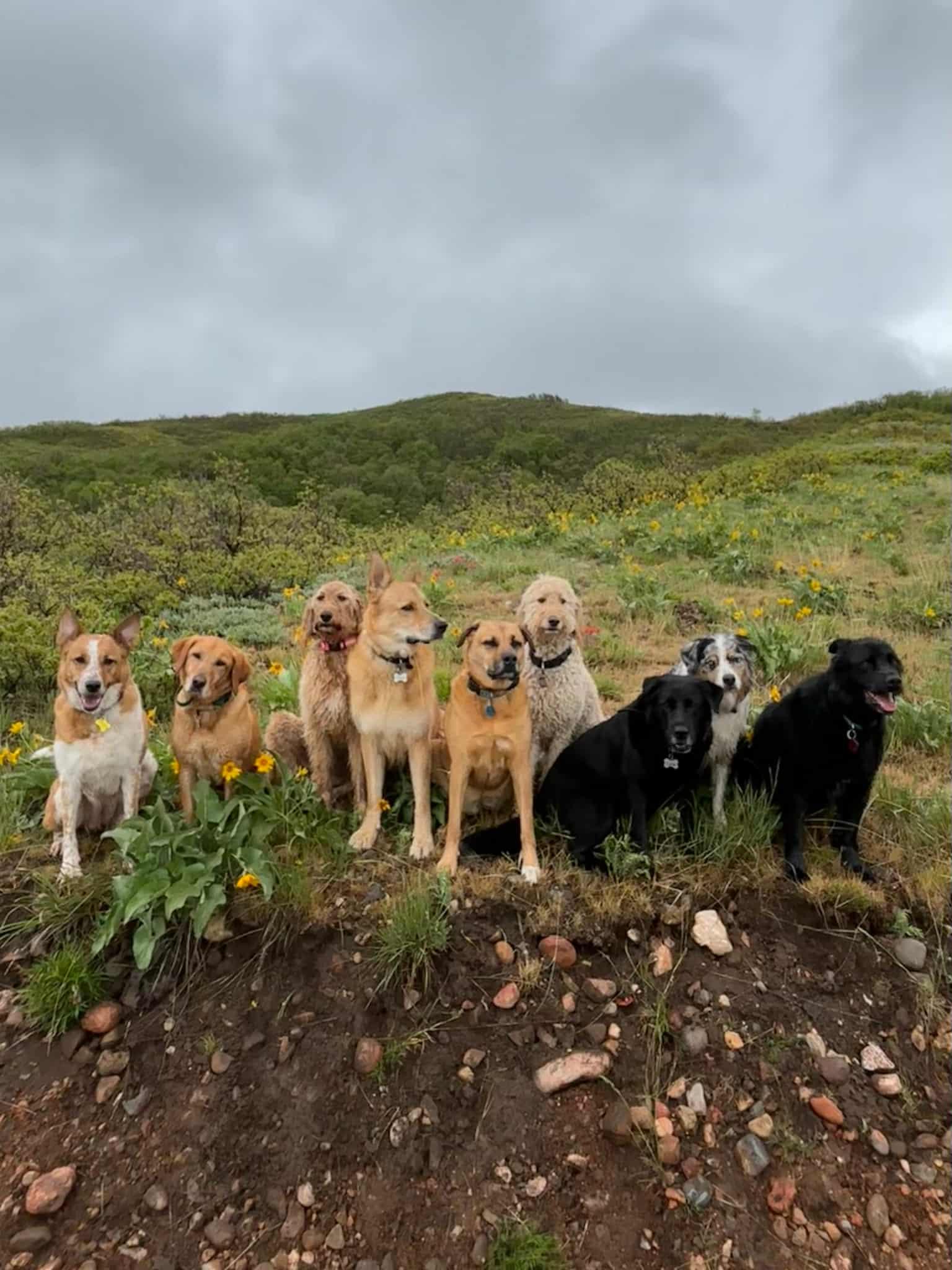 Enlarge Pocus, a Adopted Australian Cattle Dog / Blue Heeler in Salt Lake City, UT image 1/3