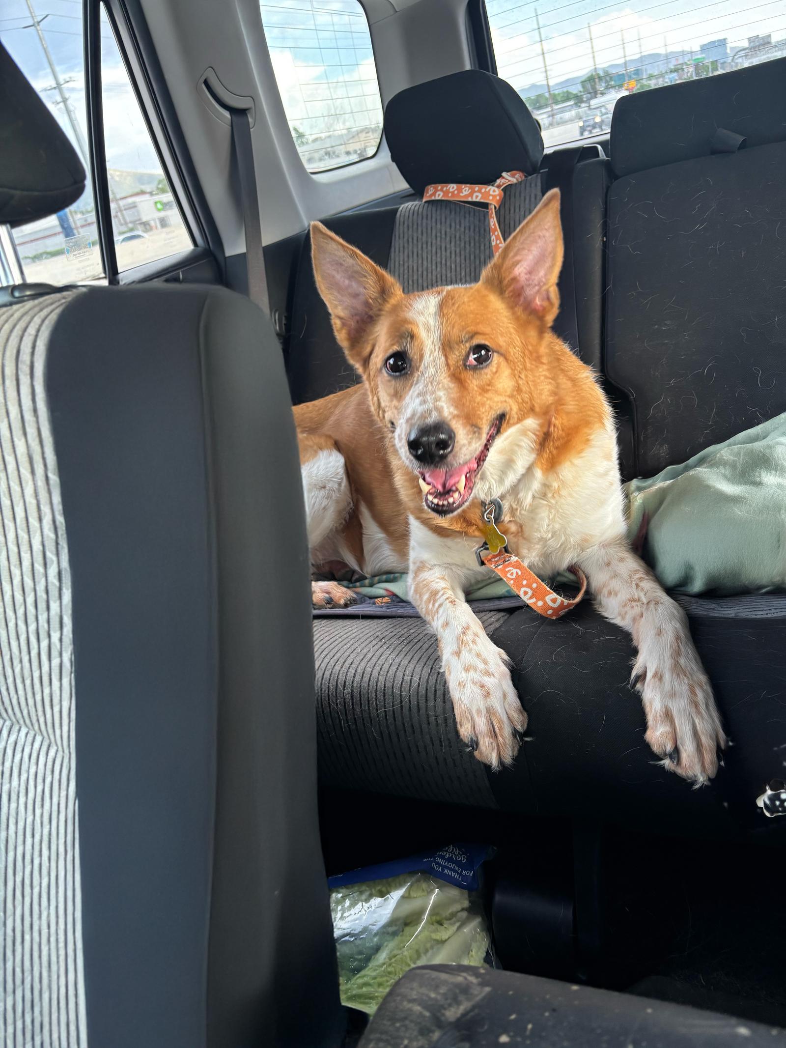 Enlarge Pocus, a Adopted Australian Cattle Dog / Blue Heeler in Salt Lake City, UT image 2/3